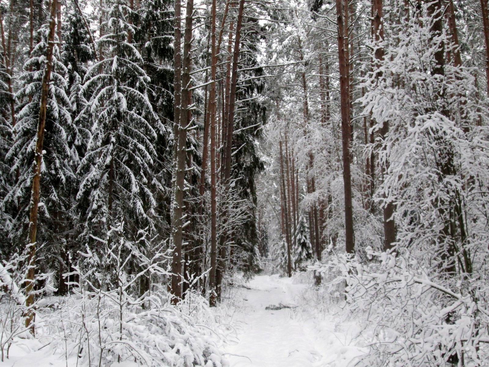 Зимний лес Тверская область